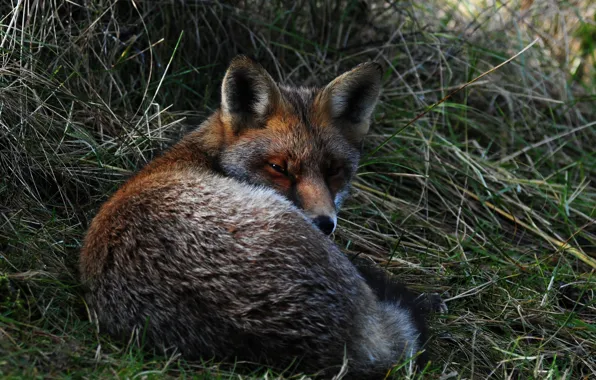Picture nature, muzzle, Fox, lies, red, on the grass, Fox, bokeh