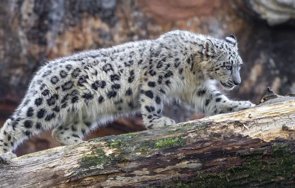 Picture leopard, snow, big cat, snowleopard