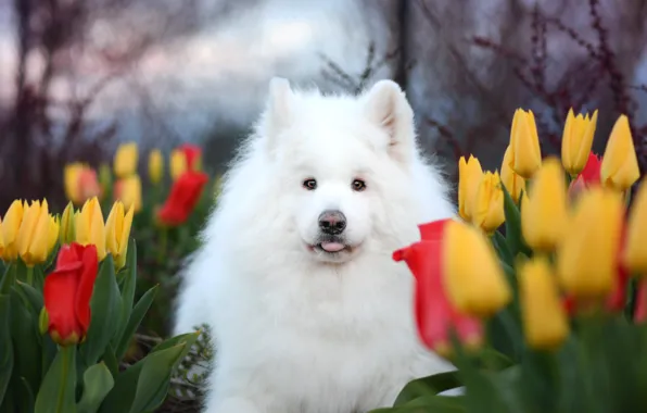 Look, pose, dog, white, face, Samoyed