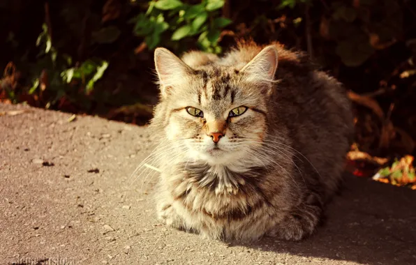 Autumn, cat, cats, Sunny cat