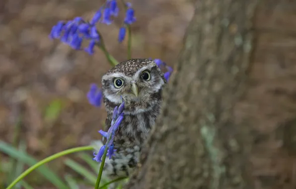 Picture tree, owl, looks, owlet