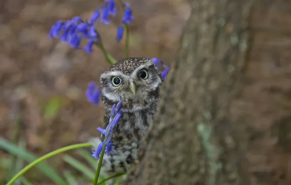 Tree, owl, looks, owlet