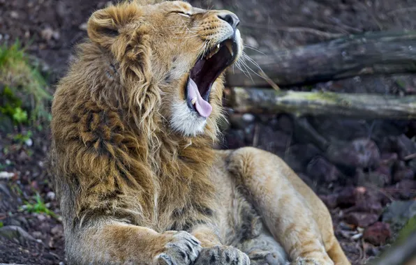 Language, cat, Leo, yawns, ©Tambako The Jaguar