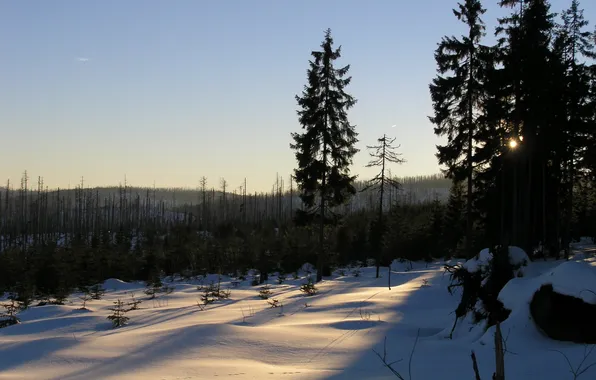 Winter, forest, snow, mountains, Czech Republic, Sumava, Sumava national Park, mountain Cerná hora