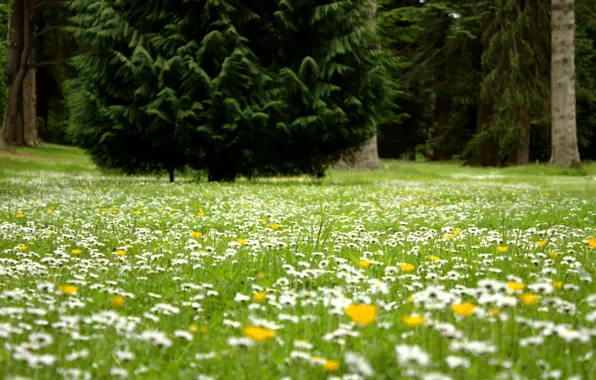 Field, forest, flowers, glade, tree, chamomile, woods, fir