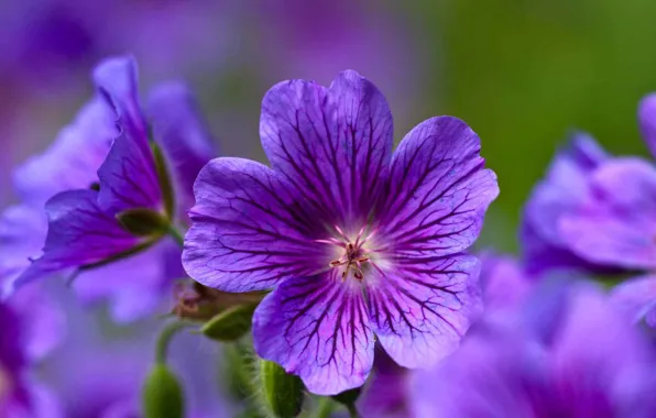 Flowers, purple, forest, geranium, Geranium sylvaticum, cranesbill, forest geranium
