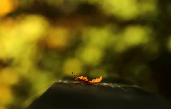 Macro, orange, background, widescreen, Wallpaper, blur, leaf, wallpaper