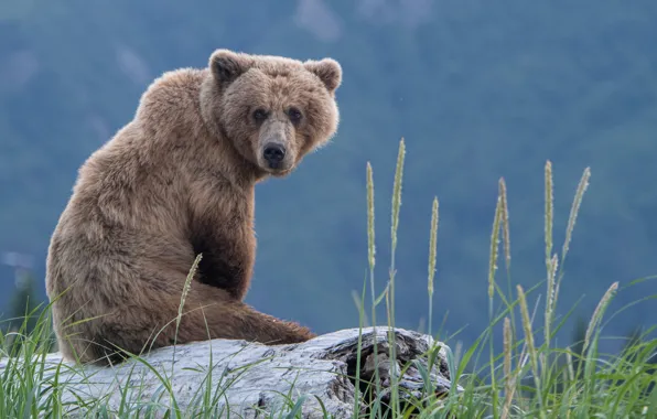 Grass, bear, log, sitting, The Bruins