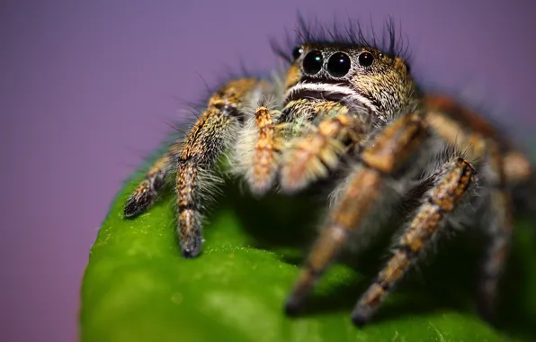 Picture leaf, spider, Phidippus clarus