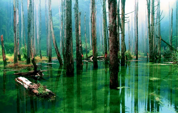 Forest, water, trees, nature, swamp, trunk, Dry