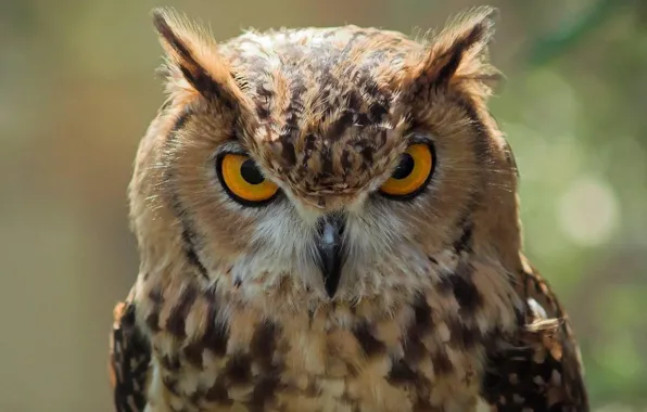 Picture eyes, bird, Owl