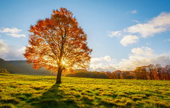 Field, grass, the sun, branches, tree, shadow, grass, sunshine