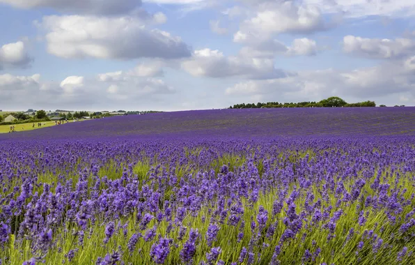 Clouds, flowers, lavender, lavender field