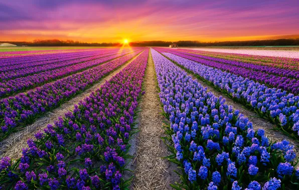Field, the sky, rays, flowers, dawn, Netherlands, hyacinths, Albert Dros