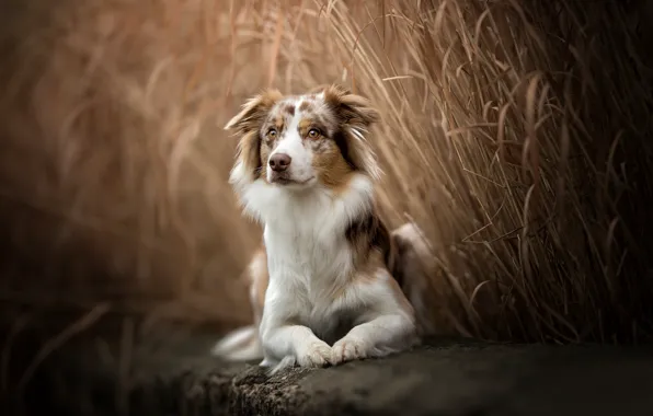 Picture dog, reed, Australian shepherd, Aussie