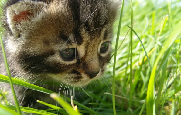 Picture grass, the, cat, baby