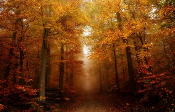Picture road, autumn, forest, fog