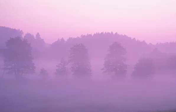 Forest, fog, pink