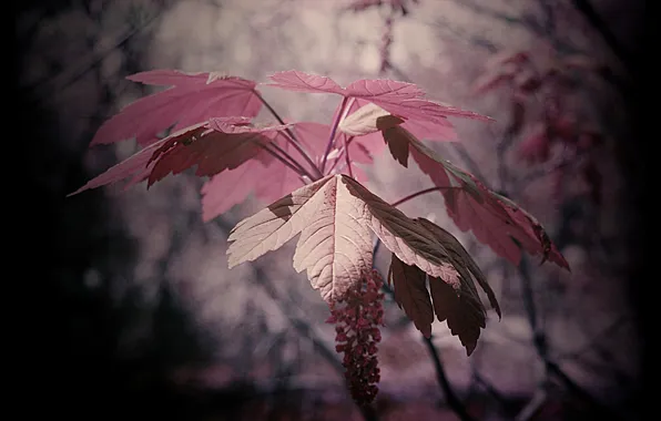 Picture autumn, nature, sheet, color, branch