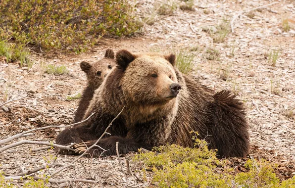 Nature, background, bear