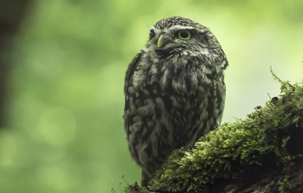 Picture owl, moss, The little owl