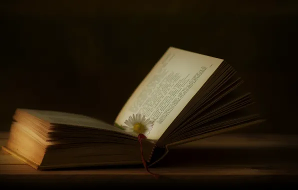 Flower, text, table, blur, Daisy, book, black background, still life