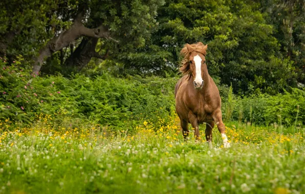 Greens, look, face, trees, flowers, nature, Park, horse