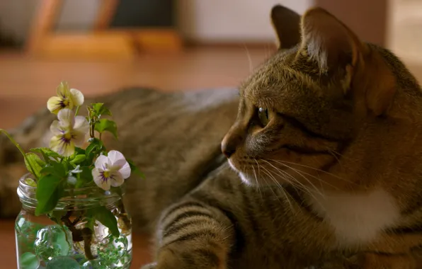 Cat, cat, look, flowers, grey, portrait, Bank, profile