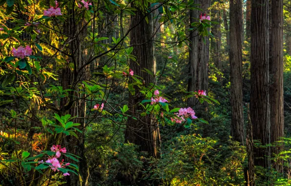 Greens, forest, summer, trees, flowers, the bushes, rhododendron