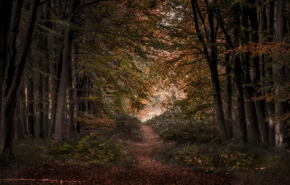 Autumn, forest, nature