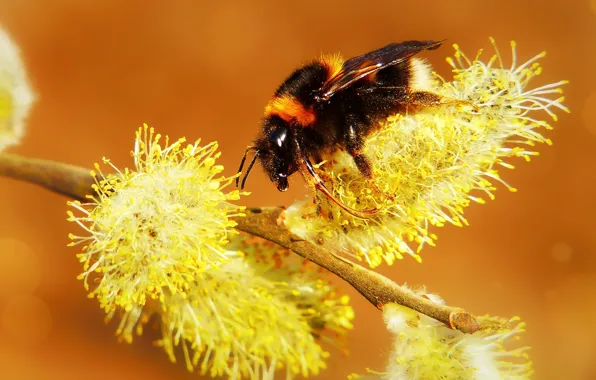 Macro, orange, bee, background, branch, spring, yellow, insect