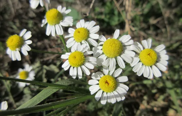 Macro, Chamomile, Meadow, Mamala ©, Spring 2018