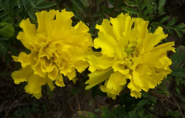 Autumn, flowers, yellow, marigolds, Meduzanol ©