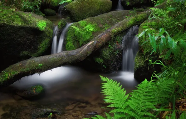 Picture summer, nature, river, stones, moss, log, fern, streams
