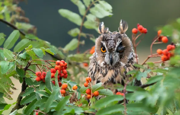 Autumn, look, branches, berries, background, owl, bird, fruit