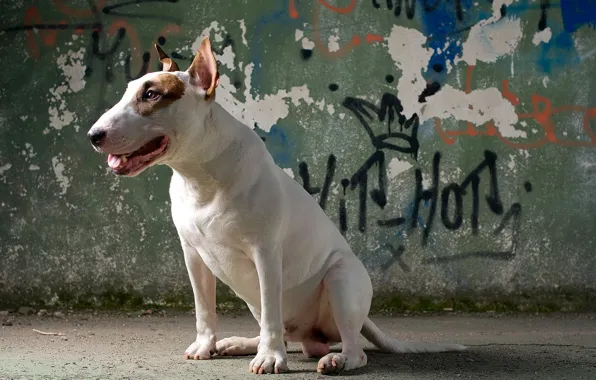 House, each, dog