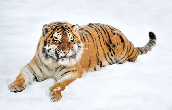 Picture winter, face, nature, tiger, predator, fangs, grin, lies