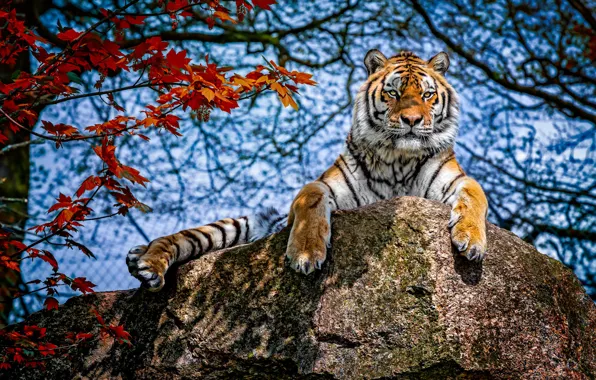 Autumn, the sky, look, leaves, light, branches, red, tiger