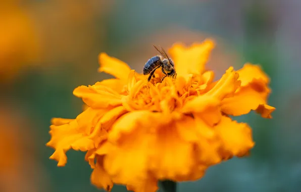 Flower, macro, bee, pollen, petals