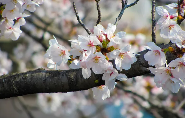 Light, flowers, cherry, tree, branch, spring, garden, white