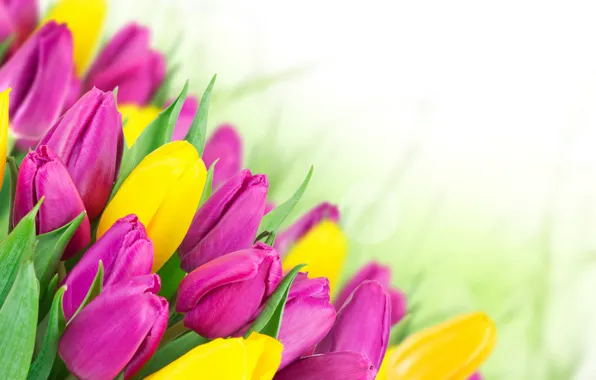 Picture spring, yellow, Tulips, pink, March 8