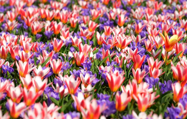 Picture carpet, spring, crocuses, tulips, motley
