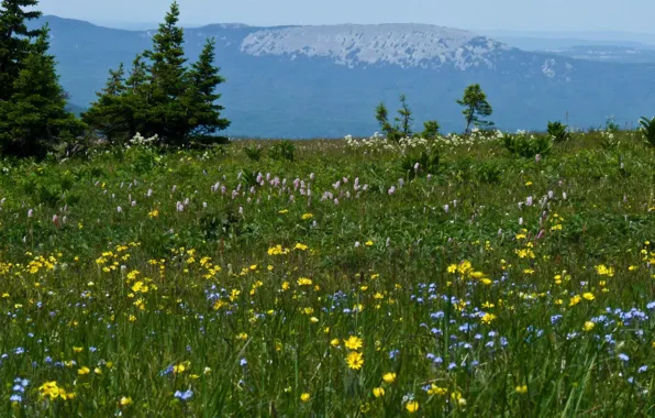 Flowers, Grass, Meadow, Grass, Flowers, Meadow, The Ural mountains, Ural mountains
