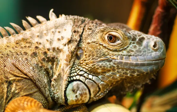 Nature, eyes, head, lizard