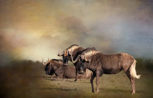 Field, landscape, photoshop, treatment, three, trio, antelope, GNU