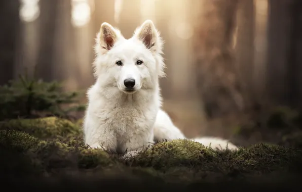 Look, face, moss, dog, bokeh, The white Swiss shepherd dog