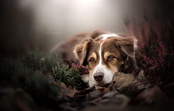 Picture look, face, dog, bokeh, Heather, The border collie