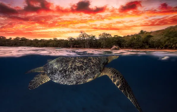 Picture sea, the sky, water, clouds, sunset, the ocean, turtle, the evening