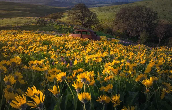 Machine, flowers, meadow, Balsamorhiza, Washington State, Columbia Hills State Park, Washington, State Park Columbia hills