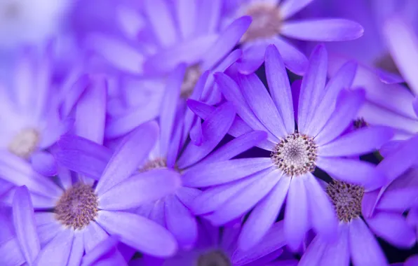 Macro, flowers, nature, petals